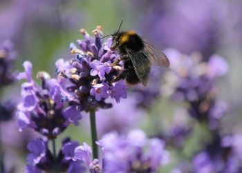 Close-up of bee pollinating on flower