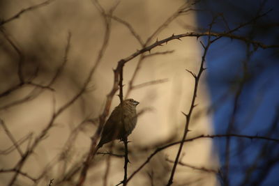 Low angle view of bird perching on branch