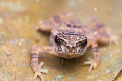 Close-up of frog on leaf