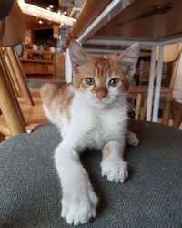 Portrait of cat sitting on chair at home