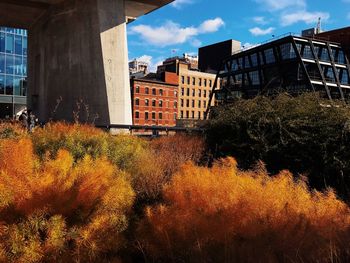 Plants growing in city against sky during autumn