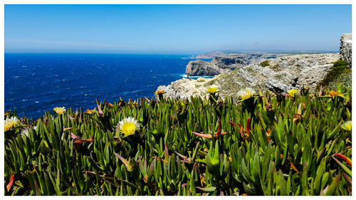 Flowers blooming by seaside