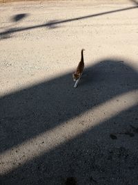 High angle view of bird on street