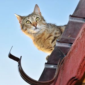 Low angle view portrait of a cat against clear sky