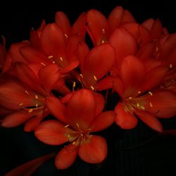 Close-up of red flower