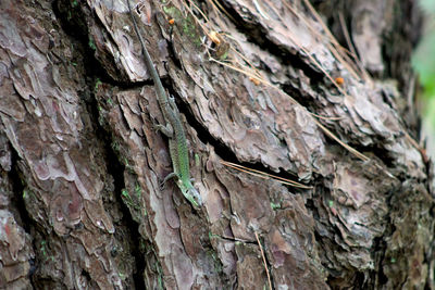 Full frame shot of tree trunk