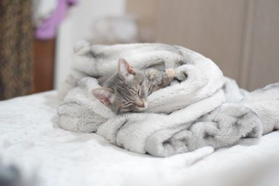 Cat sleeping on bed