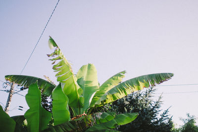 Plants growing on wall