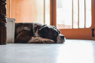 Close-up of dog relaxing at home