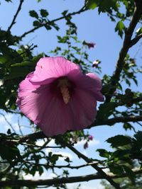 Low angle view of pink hibiscus blooming on tree