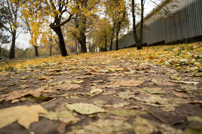 Surface level of dry leaves on road in forest during autumn