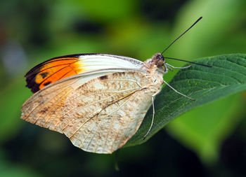 Close-up of butterfly on leaf