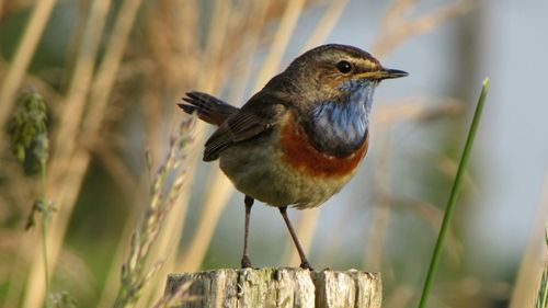 Close-up of bird perching outdoors