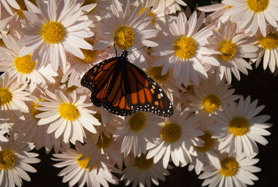 Close-up of insect on flowers