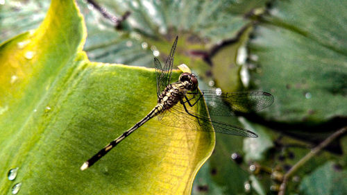 Close-up of insect on leaf