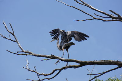 Low angle view of bird perching on bare tree against clear sky