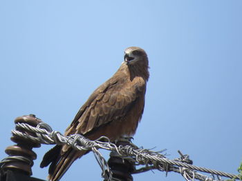 Low angle view of eagle perching on tree against sky