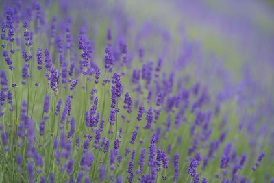 Close-up of purple flowering plant on field