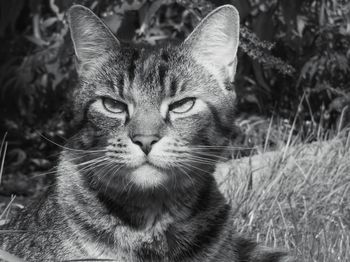 Close-up portrait of cat sitting outdoors