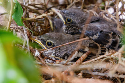 Close-up of birds in nest