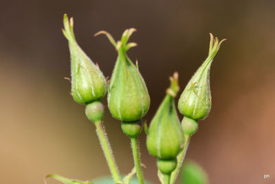 Close-up of green buds growing outdoors