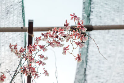 Low angle view of flowers growing on tree against sky