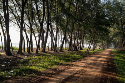 Footpath amidst trees in forest