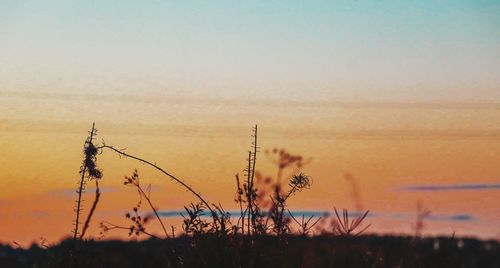 Silhouette plants on field against sky during sunset