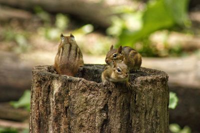 Close-up of squirrel on wood