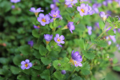 Close-up of purple flowers blooming outdoors