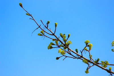 Low angle view of flowering plant against clear blue sky