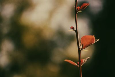 Close-up of red flower