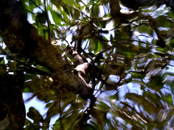 Low angle view of plants against trees