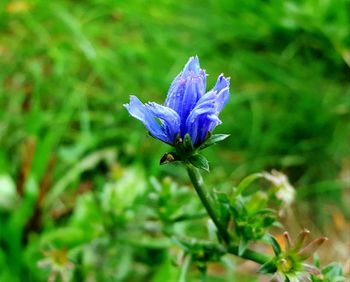 Close-up of purple flowers blooming outdoors