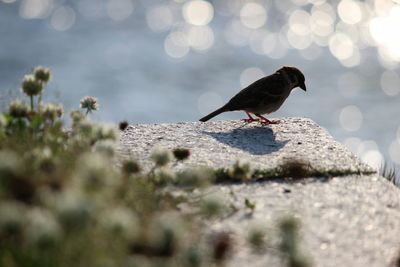 Side view of sparrow perching on wall