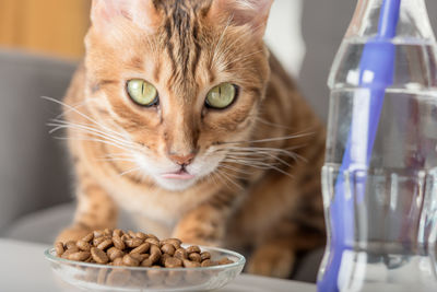 Bengal cat eats dry food on a coffee table in the living room.