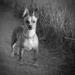 Portrait of dog on grass