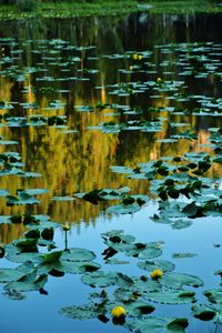 Reflection of plants in lake