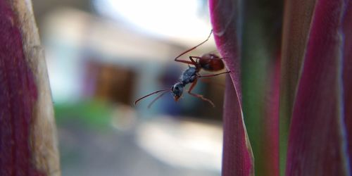 Close-up of insect