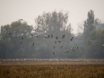 Flock of birds on a land