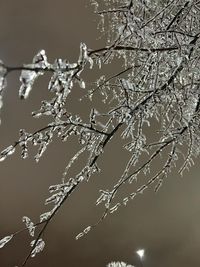 branch