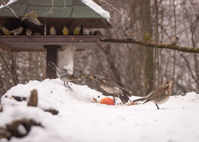 Birds perching on tree during winter