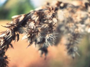 Close-up of wilted plant