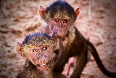 Portrait of two monkeys outdoors