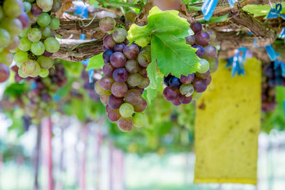 Close-up of grapes growing in vineyard