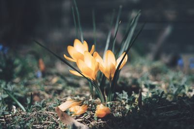 Close-up of yellow crocus flower on field