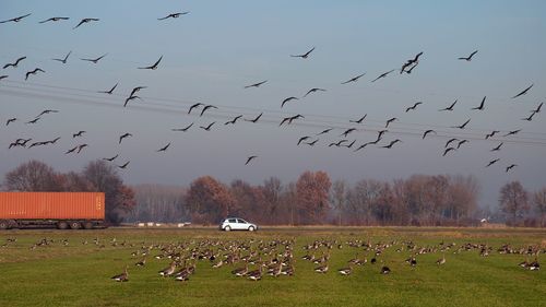 Flock of seagulls flying over landscape against clear sky