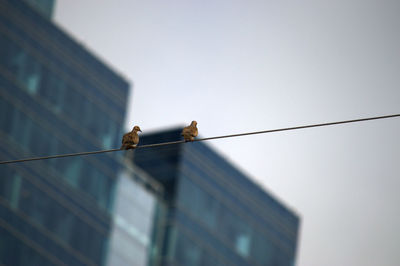 Tightrope chat