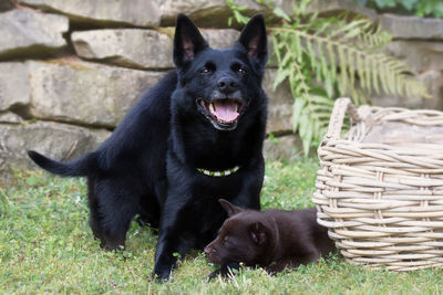 Portrait of black dog sitting on grass