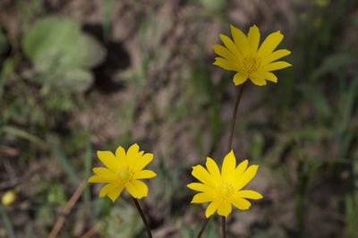 Close-up of yellow flowering plant